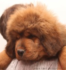 Tibetsk� doga s PP