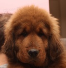Tibetsk� doga s PP