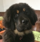 Tibetsk doga s PP - slena