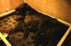 Flat Coated Retriever - �t��ata s PP