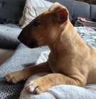 Miniaturn� Bulteri�r