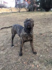 Bandog