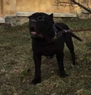 Bandog