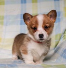 Rodina vychov�v� vel�sk� Corgi (Pembroke) �t��ata