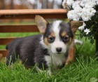 Rozko�n� vel�tina Corgi (Pembroke) �t��ata