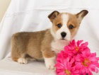 Kr�sn� vel�sk� Corgi (Pembroke) �t��ata