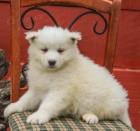 Sladk� samojedsk� �t���tka