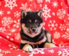 Roztomil� �t��ata Shiba Inu