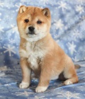 Sladk� �t��ata Shiba Inu
