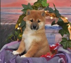 Roztomil� �t��ata Shiba Inu