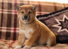 Rozko�n� �t��ata Shiba Inu