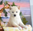 Miluj�c� �t��ata Shiba Inu