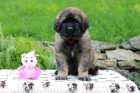 Leonberger �teniatka s PP