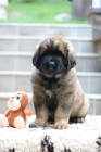 Leonberger �teniatka s PP