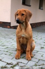 Rhod. Ridgeback �teniatka s PP