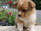 Pembroke welsh corgi �t���tka p�ipravena k prodeji