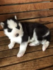 Sibi�sk� Husky