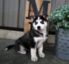 �t��ata plemene sibi�sk�ho husky