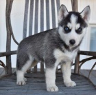 Kr�sn� 71 dn� star� sibi�sk� husky �t��ata s rodokmenem