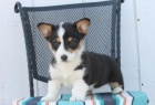 Roztomil� vel�sk� Corgi (Roztomil� vel�sk� Corgi (Pembroke) �t��ata) �t��ata