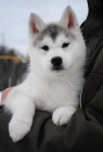 sibi�sk� husky samice �t�n�