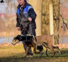 MALINOIS