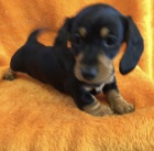 �t��ata jezev��ka