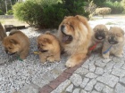 �t��ata chow chow