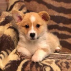 pembroke welsh corgi �t��ata