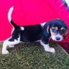 Roztomil� �t��ata Beagle