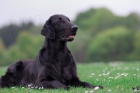 FLAT COATED RETRIEVER - �t��ata