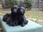 FLAT COATED RETRIEVER - �t��ata