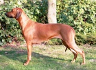 Rhod�sk� ridgeback - �t��ata s PP