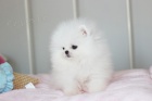 Rozko�n� �t���tka z Pomeranian hra�ky