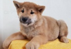 Rozkon tata Shiba Inu.