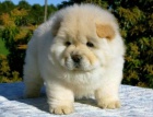 kvalitn� �t��ata Chow Chow