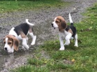 Mu�sk� a �ensk� Beagle