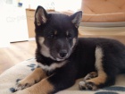�t��ata Shiba Inu k p�ijet�