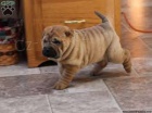 shar pei pipraven pro adopio. pichzej s dokumenty a zdravotnmi zznamy