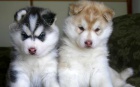 Sibirsk� Husky