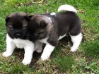 �t���tka akita inu