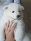 samojed �t���tka