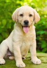 labrador �t��ata p