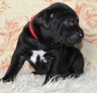 Tosa inu  -  �ern� �t���tka s PP-fenky