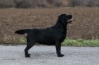 Labradorsk� retr�vr- �t�n�tka s PP