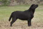 Labradorsk� retr�vr- �t�n�tka s PP