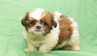�t��ata Shih Tzu