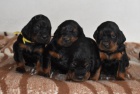 Gordonsetr � �t��ata (Gordonsetter)
