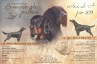 Gordonsetr � �t��ata (Gordonsetter)