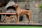 Rhod�sk� ridgeback �t���tka s PP